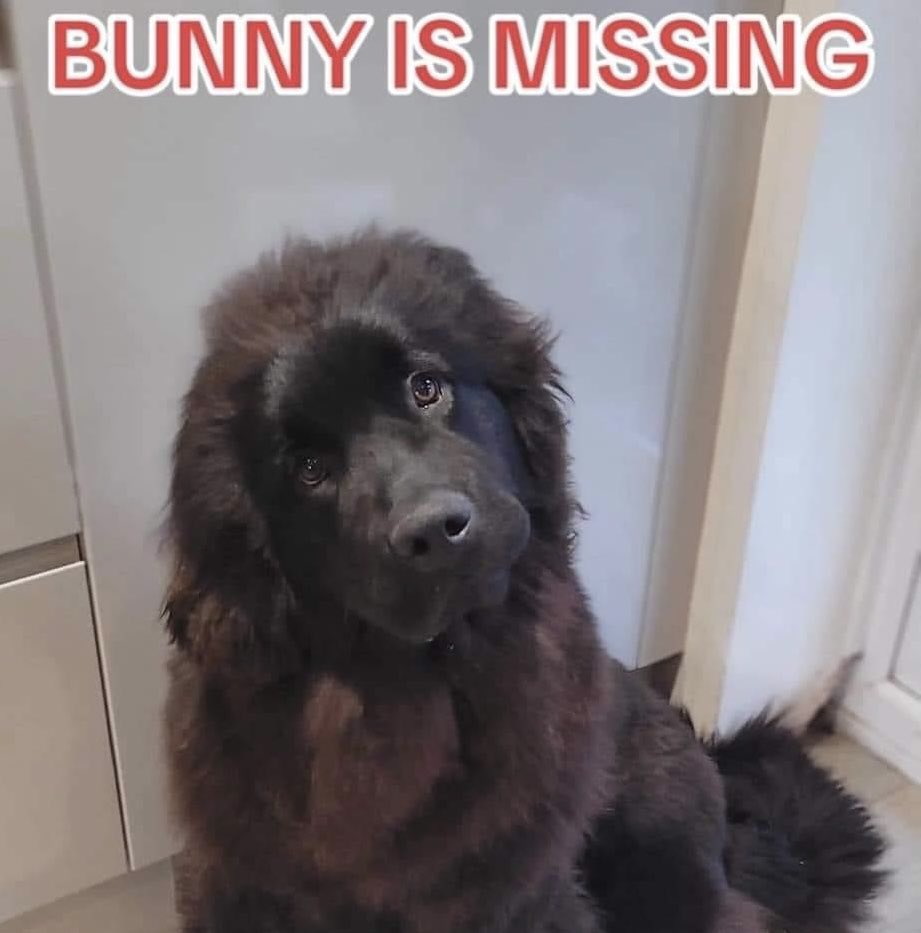 rosiedoc666's tweet image. Hello my names BUNNY 
I WAS CHASED 5/3/24 BY 4 PEOPLE ON QUADBIKES ONE HAD A G-U-N 
I ran and ran and ran 
#Bellingham #HEXHAM 
CAN YOU HELP ME HOME PLEASE? 

#GetBunnyhome 
CALLING #BunnysArmy 

@TuffenuffDobes1 @vee_essex @StrachanSusie @RachaelB100 @alid2912 @BrendaBlethyn