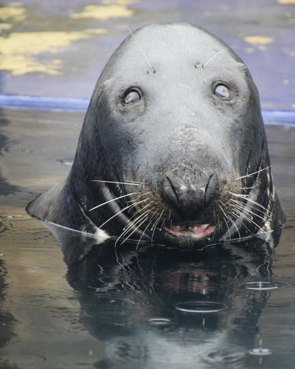 earthwindkernow's tweet photo. So sad to hear of the passing of Ray the seal at @Seal_Sanctuary . I’ve set up a JustGiving page to try and help the Sanctuary raise some money to fund their new building project. Rest in peace Ray. @BBCCornwall @BBCSpotlight @PirateFM #BemoreRay https://t.co/c71Pd4cc4I https://t.co/vF1J2ocp8p