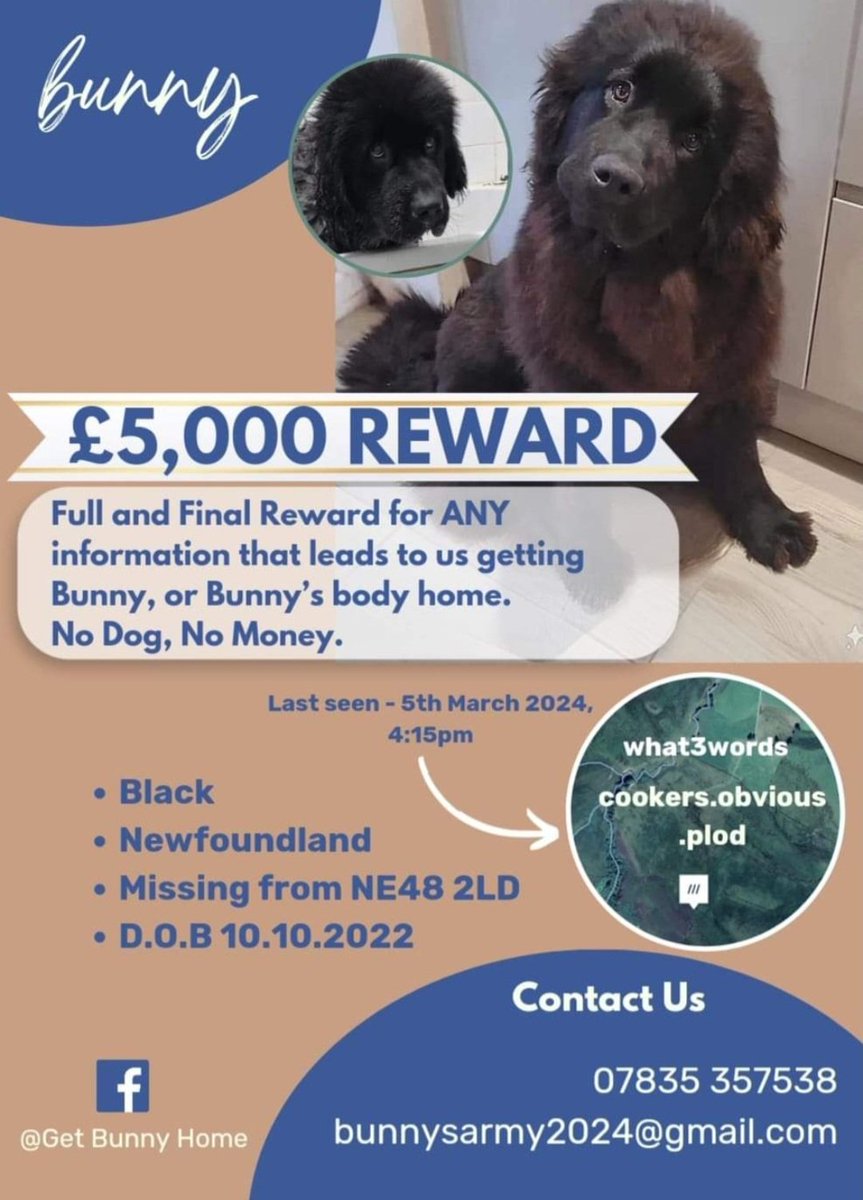 stacey_ruddick's tweet image. #GetBunnyhome #BunnysArmy