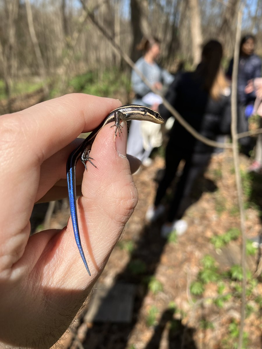RattleCall's tweet image. Five-lined skink crashing our salamander survey!