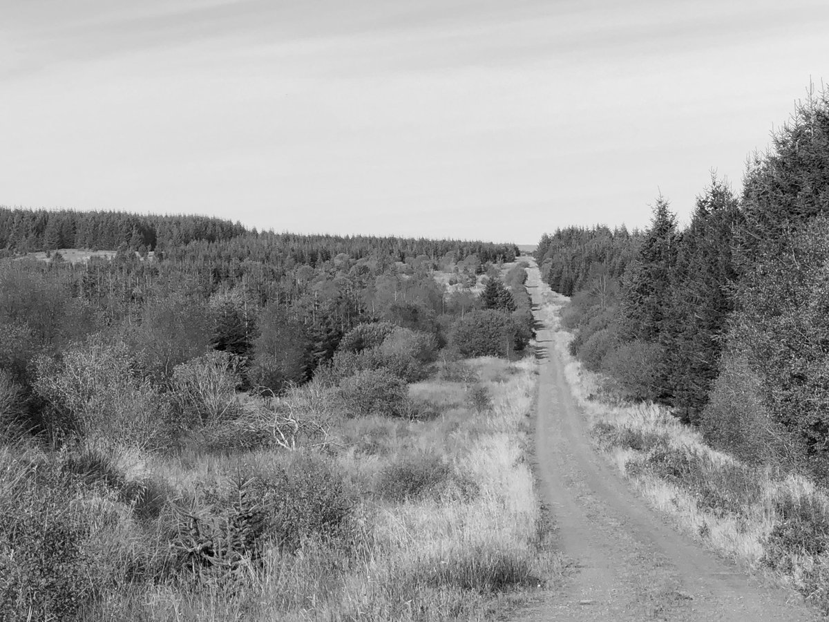 It’s that time of year again. Hundreds of toads making their way up the long forest track to their mating pond.
