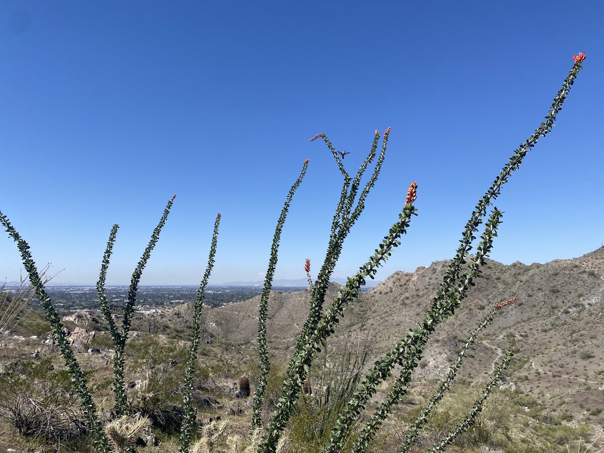 Spring at Piestowa Peak! Looking forward to a great @MayoClinicGIHep course here in the Valley of the Sun! @SLHanselMD @williampalmermd