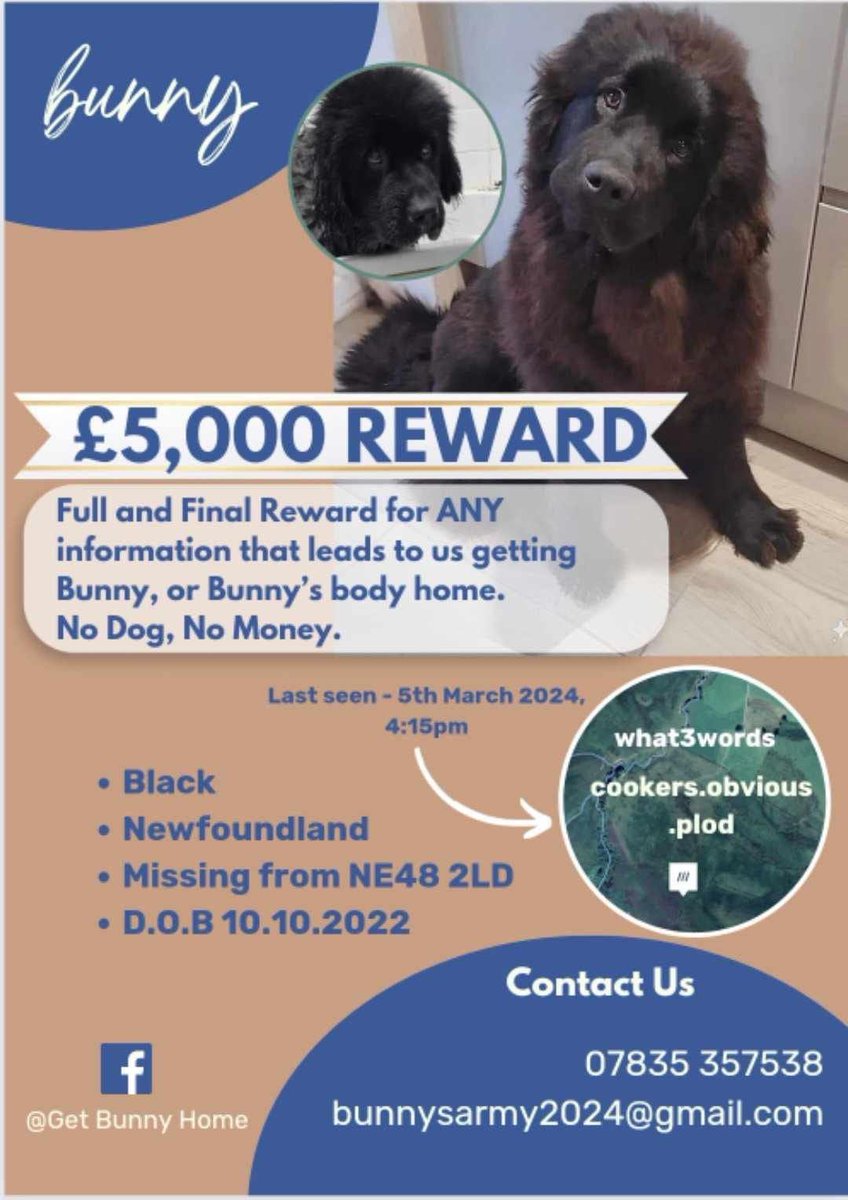 5K REWARD Full and final reward for ANY INFO THAT LEADS TO US GETTING BUNNY OR BUNNYS BODY HOME NO DOG / NO MONEY #GetBunnyhome THIS IS HEARTBREAKING 💔 #backbritishfarmers 🤔 REALLY doglost.co.uk/dog-blog.php?d… @JacquiSaid @thedogfinder @juliagarland73 @ruthwill64