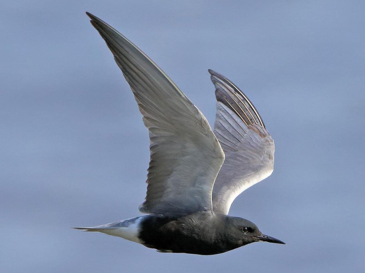 EEB at MSU (@eeb_msu) on Twitter photo #EEBer Dr. Kayla Davis from the <a href="/ZipkinLab/">Zipkin Lab</a> and <a href="/audubonsociety/">Audubon Society</a> team up to protect the #blacktern: strategically expanding conservation and land management practices outside of their breeding habitat can be key for this species' #conservation #EEBer Dr. Kayla Davis from the <a href="/ZipkinLab/">Zipkin Lab</a> and <a href="/audubonsociety/">Audubon Society</a> team up to protect the #blacktern: strategically expanding conservation and land management practices outside of their breeding habitat can be key for this species' #conservation