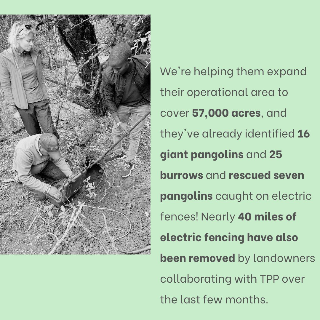 Kenya’s Nyekweri Ecosystem is home to the country’s last population of giant pangolins. We issued our largest grant of 2023 to @thepangolinpro1. This is some of the amazing progress that's been accomplished so far on the long road to recovery for this pangolin species!