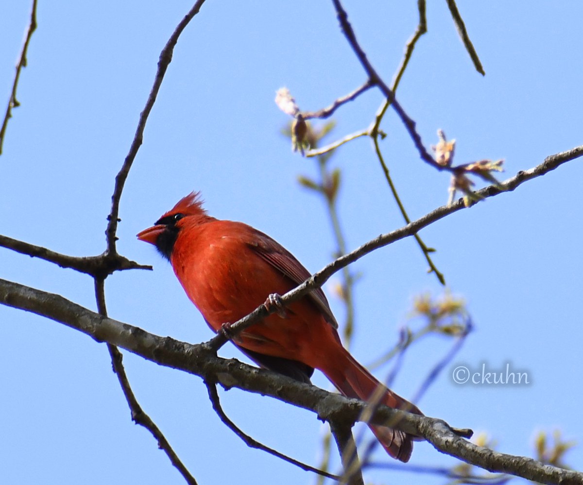 @jjays_captions Lovely shot, James. This handsome guy was serenading me from an oak tree branch a few days ago. #Cardinal #Birds