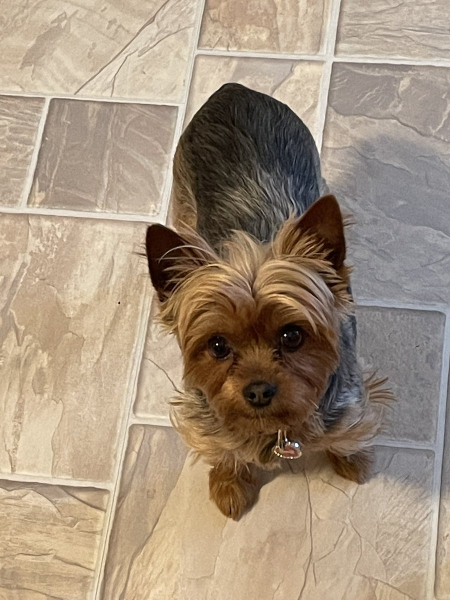 I’m on duty! You’re shredding cheese and I’m watching for any that falls to the floor that I will immediately clean up! #workingdog #cheese #tasty #yorkie #gooddog #dog