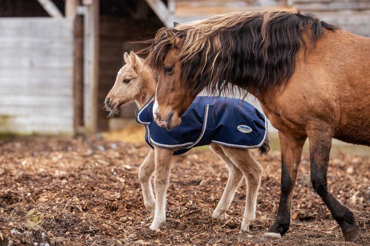 Madahoki Farm’s Wishkossiwika (Sweetgrass) and her baby colt Asemaa (Tobacco) 

Learn more about Ojibwe Spirit Horses here: madahoki.ca/ojibwe-spirit-…

Photo: Orange Horse Studio

#MadahokiFarm #OjibweSpiritHorse #SpiritHorse #Indigenous #rarebreed