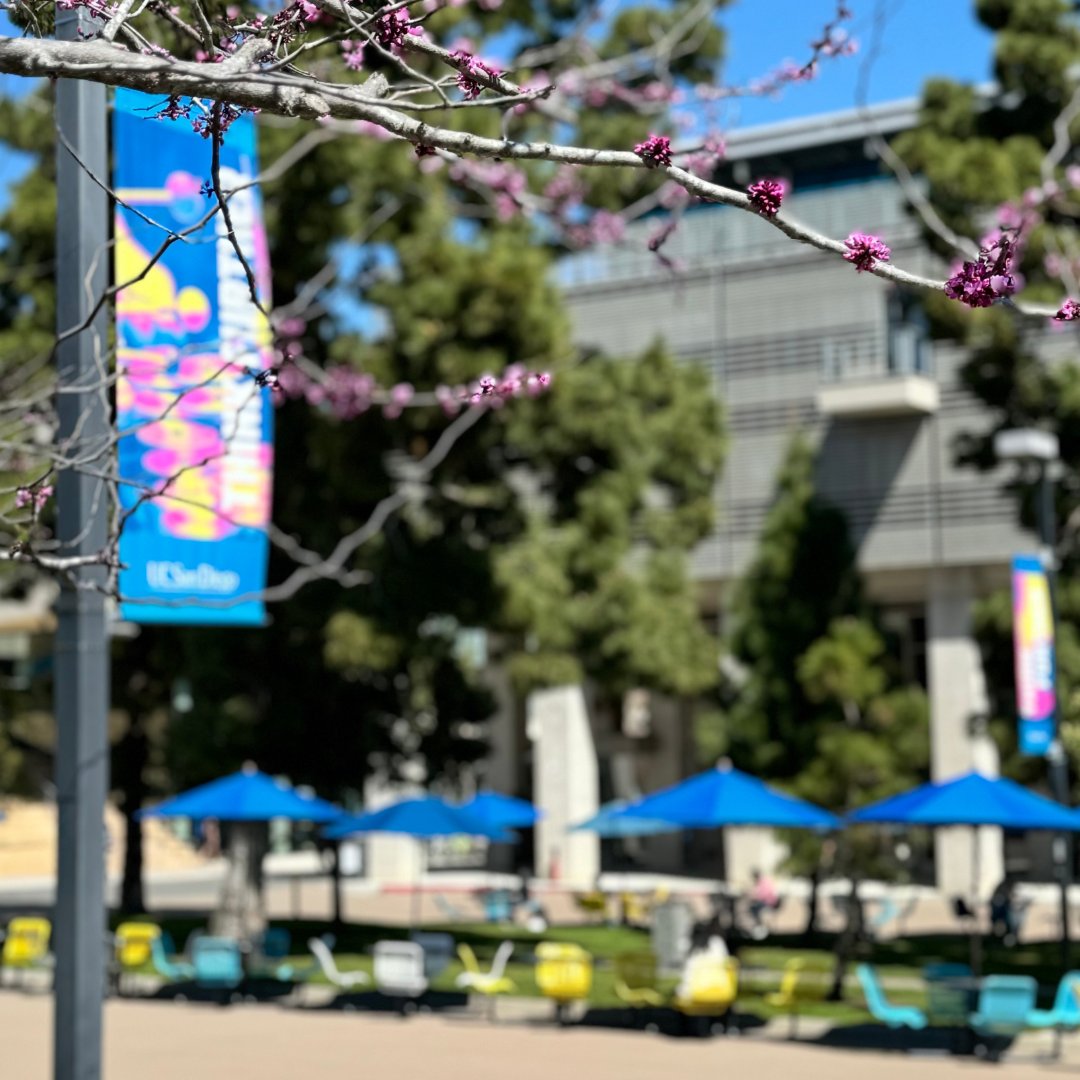 Campus is blooming💐☀️🌷 Happy first day of spring, Tritons!
