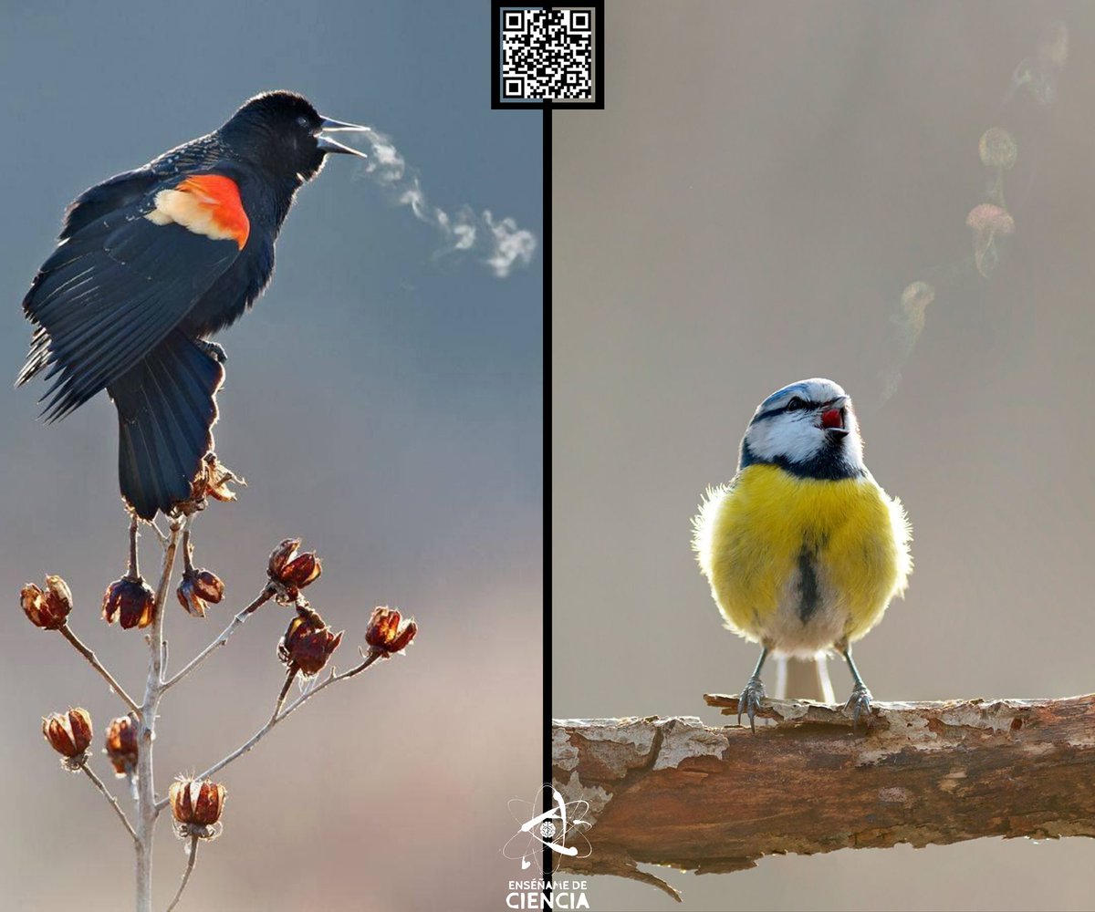 Las bajas temperaturas revelando el canto de un turpial alirrojo (a la izquierda) y de un herrerillo común (a la derecha).

Fotógrafos: Kathrin Swoboda y Mikhail Kalinin.
