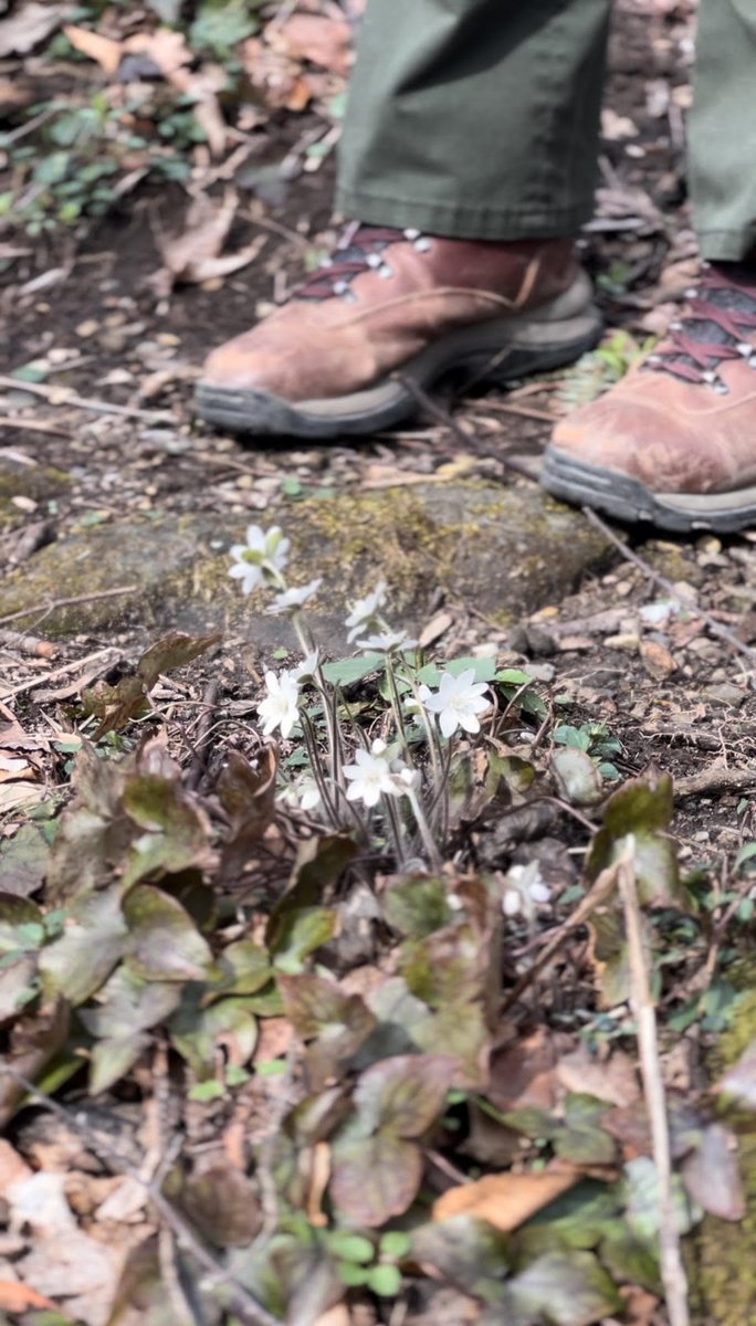 Phenology, the study of the seasonal changes in the life cycles of trees and plants, is one way to determine when spring has arrived at the park! Collected over time, observations about cyclical changes give us a great look at long-term trends. #HappyFirstDayofSpring