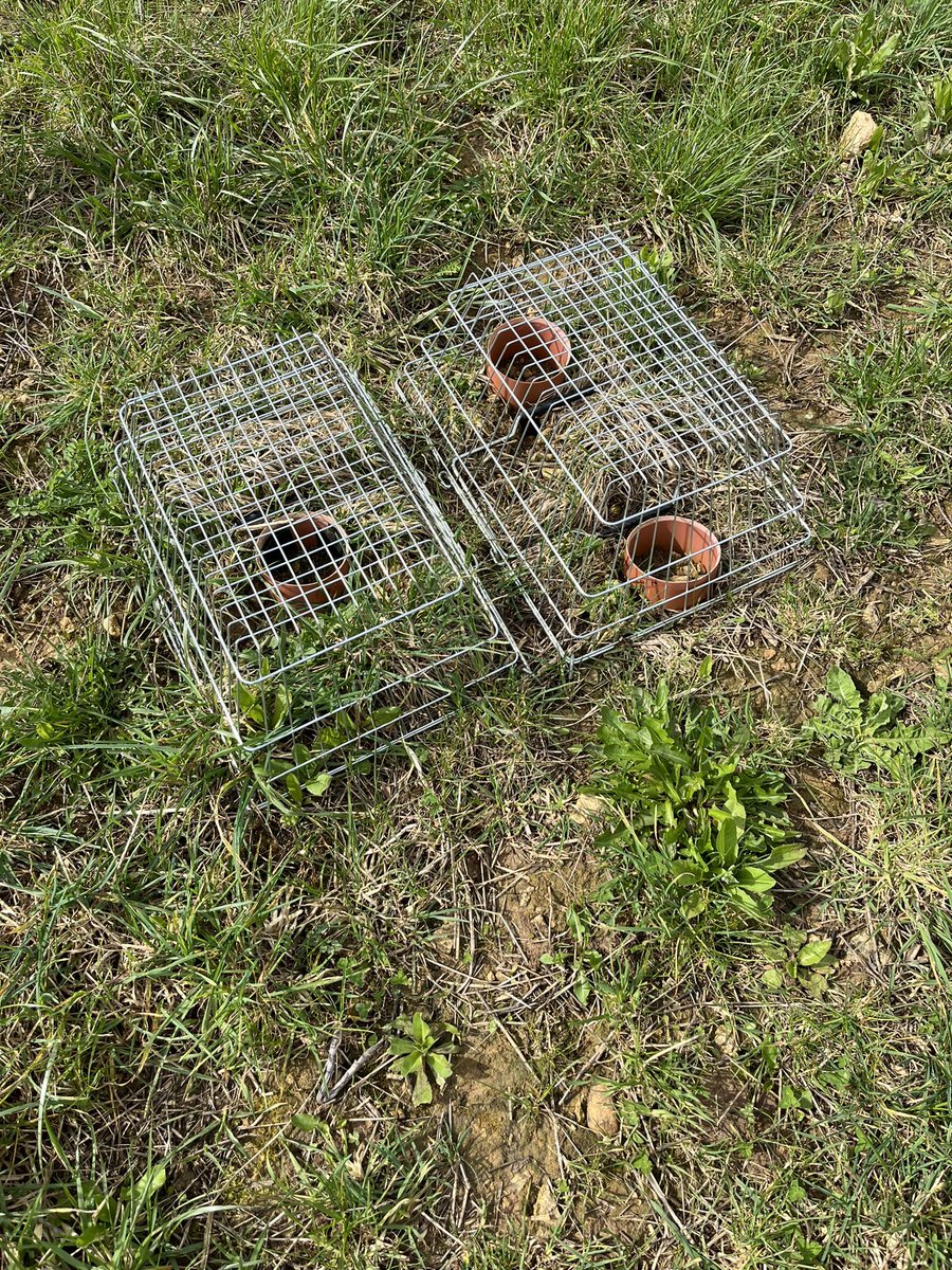 Tom Gill tweet media