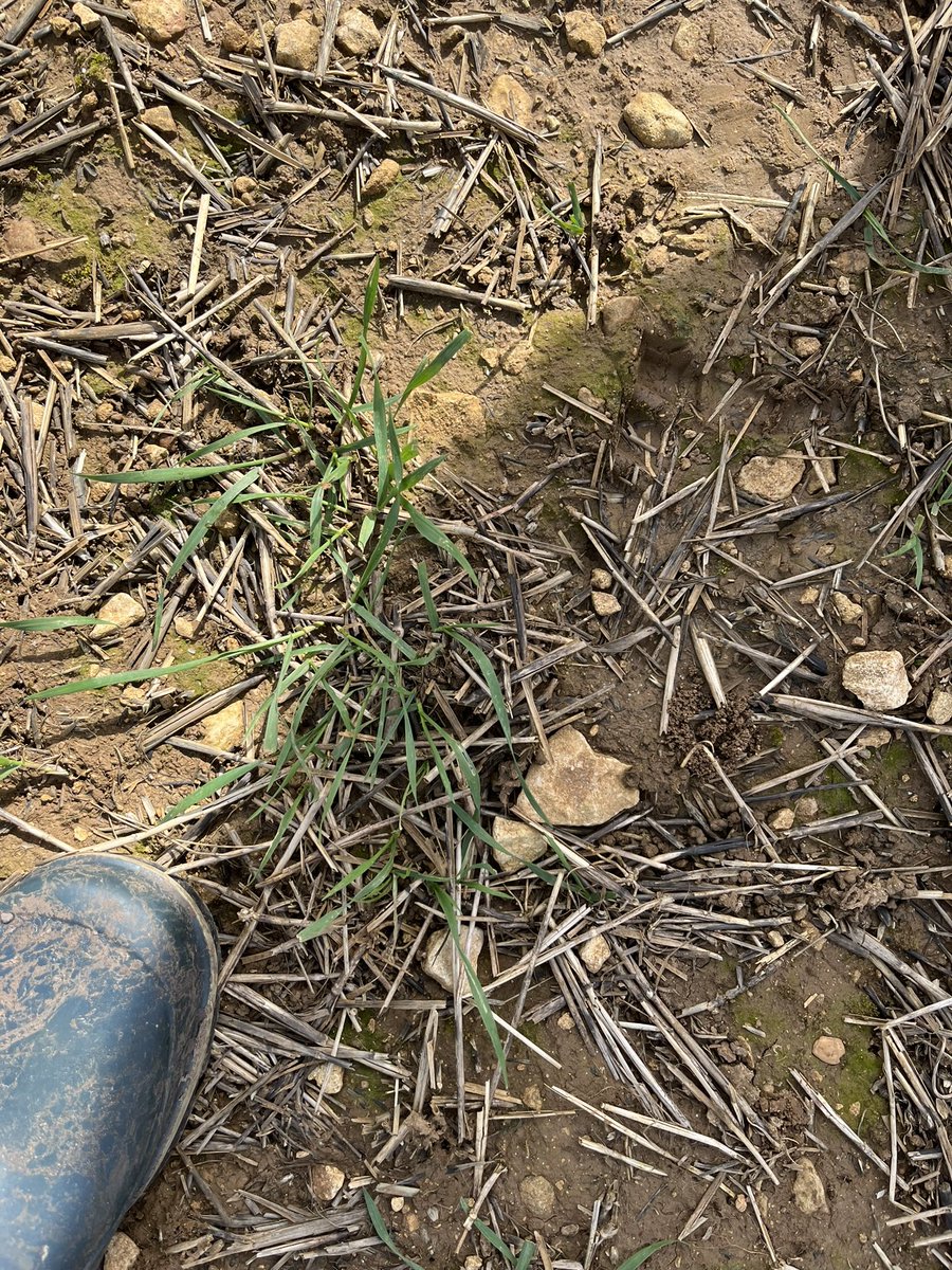 Tom Gill tweet media