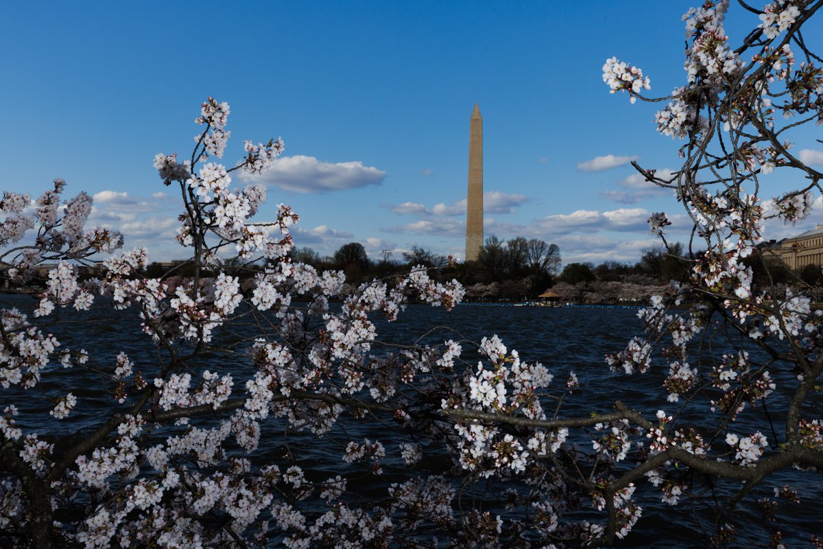 ASchwaTweets's tweet photo. Photos from peak bloom on the National Mall, as rising tides and failing sea walls threaten the Tidal Basin. https://t.co/f9A3Wp4tIF