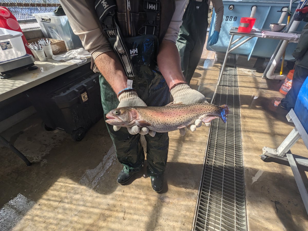 Last weekend, students went to the Lahontan National Fish Hatchery to help fertilize trout eggs, talk to biologists about ongoing research and careers, and see the process that fish go through from eggs to adults ready for release into the Truckee River!
bit.ly/489QhxG