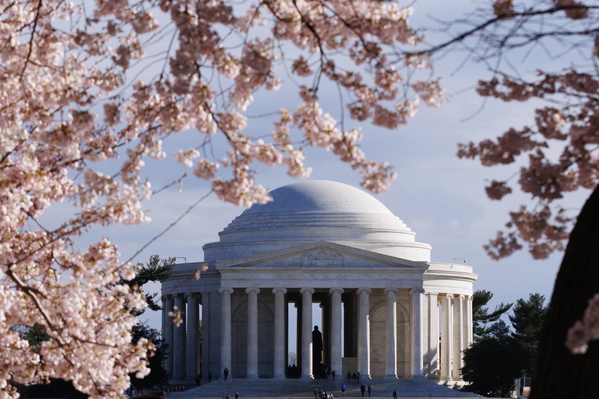 ASchwaTweets's tweet photo. Photos from peak bloom on the National Mall, as rising tides and failing sea walls threaten the Tidal Basin. https://t.co/f9A3Wp4tIF