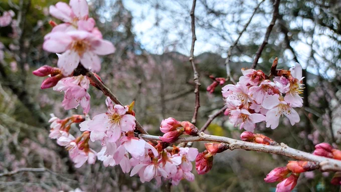 今日は春分の日本格的に暖かくなり始めて桜の開花が始まったりと、ここを境に春を強く感じられるようになるんではないでしょうかうちの周りでも早咲き品種の桜は開花してましたよ〜ついでに私もまた1つ歳を取りました荒天気味ですが お休みの皆さんも、お仕事や部活の皆さんも よい1日を 