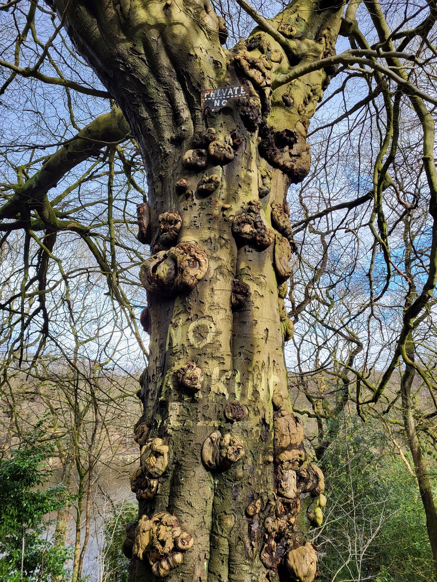 Tree Stories tweet media