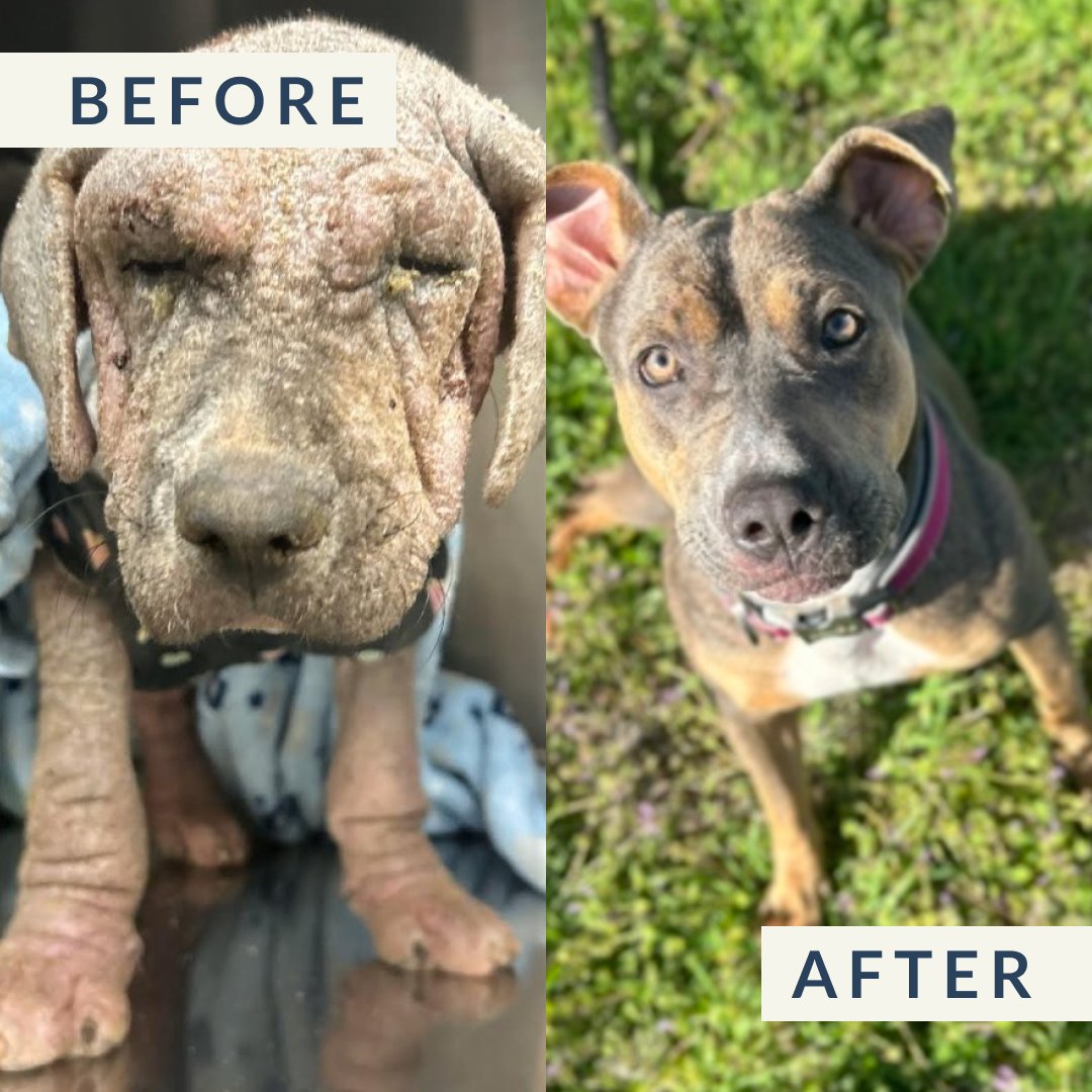 Despite the odds, Violet triumphs over countless obstacles! Violet was found suffering from raging skin infections and several old broken bones. Thanks to rescuers and CUDDLY donors, Violet has healed and been adopted! Be a part of the next happy ending: bit.ly/49WBfwD