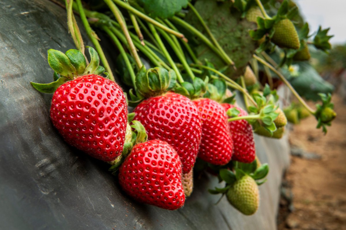 RMI Wine&FoodScience (@ucd_rmi) on Twitter photo Join us on May 17 to learn about and taste strawberries from the <a href="/ucdavis/">UC Davis</a> Strawberry Breeding Program! <a href="/UCDavisPlants/">UCDavisPlants</a> <a href="/ucdavisCAES/">CA&ES, UC Davis</a>
rmi.ucdavis.edu/events/strawbe… Join us on May 17 to learn about and taste strawberries from the <a href="/ucdavis/">UC Davis</a> Strawberry Breeding Program! <a href="/UCDavisPlants/">UCDavisPlants</a> <a href="/ucdavisCAES/">CA&ES, UC Davis</a>
rmi.ucdavis.edu/events/strawbe…