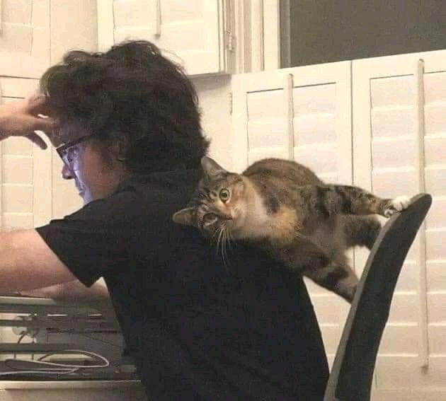 Why you should have a cat tweet media