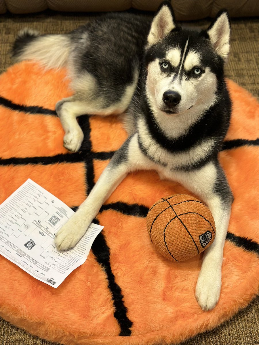 JonathanHusky_'s tweet image. Behold, my first ever March Madness bracket. My strategy? Simple. Dogs always win, cats always lose. And the Huskies will of course come home with their 6th trophy 🏆

Women's tournament bracket coming tomorrow! You'll never guess who I picked to win it all.
