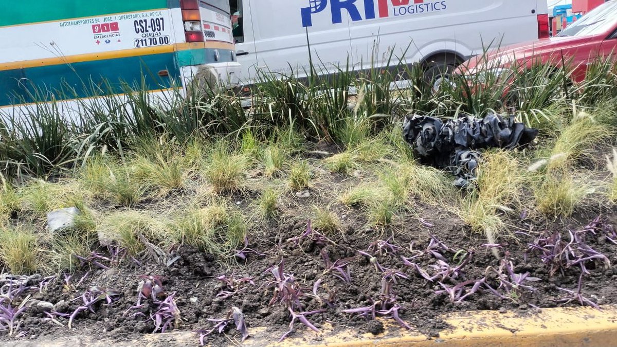 leonramirez77's tweet image. ¿Estas plantas se  adaptan al clima de #Querétaro? #P5F