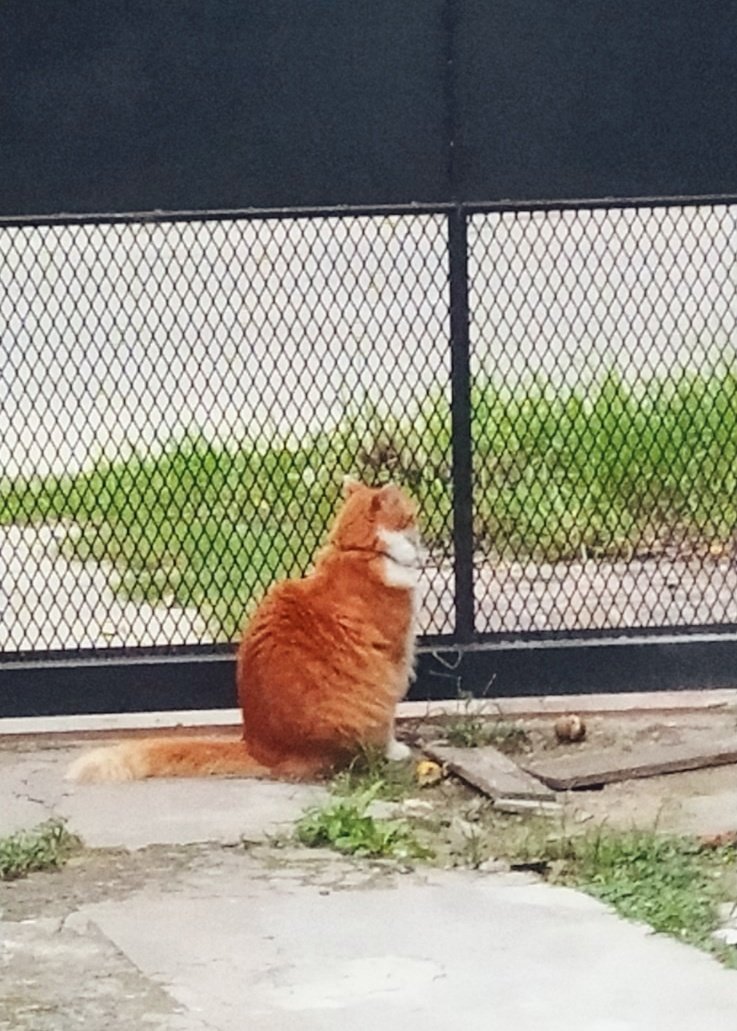 emanuelngm's tweet photo. Toy volviendo a mi casa y me mandaron esta foto de Aguinaldo esperándome en el portón 😭😭😭💔 https://t.co/HxBMN7EnN9