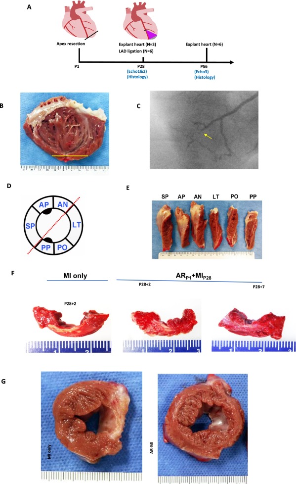 Don't miss this #review on promoting #cardiomyocyte proliferation for myocardial #regeneration in large mammals, from our special on Stem Cells for Cardiac Repair: doi.org/10.1016/j.yjmc… @k8weeks @VagnozziRJ @MonikaGladka @ELS_Cardiology