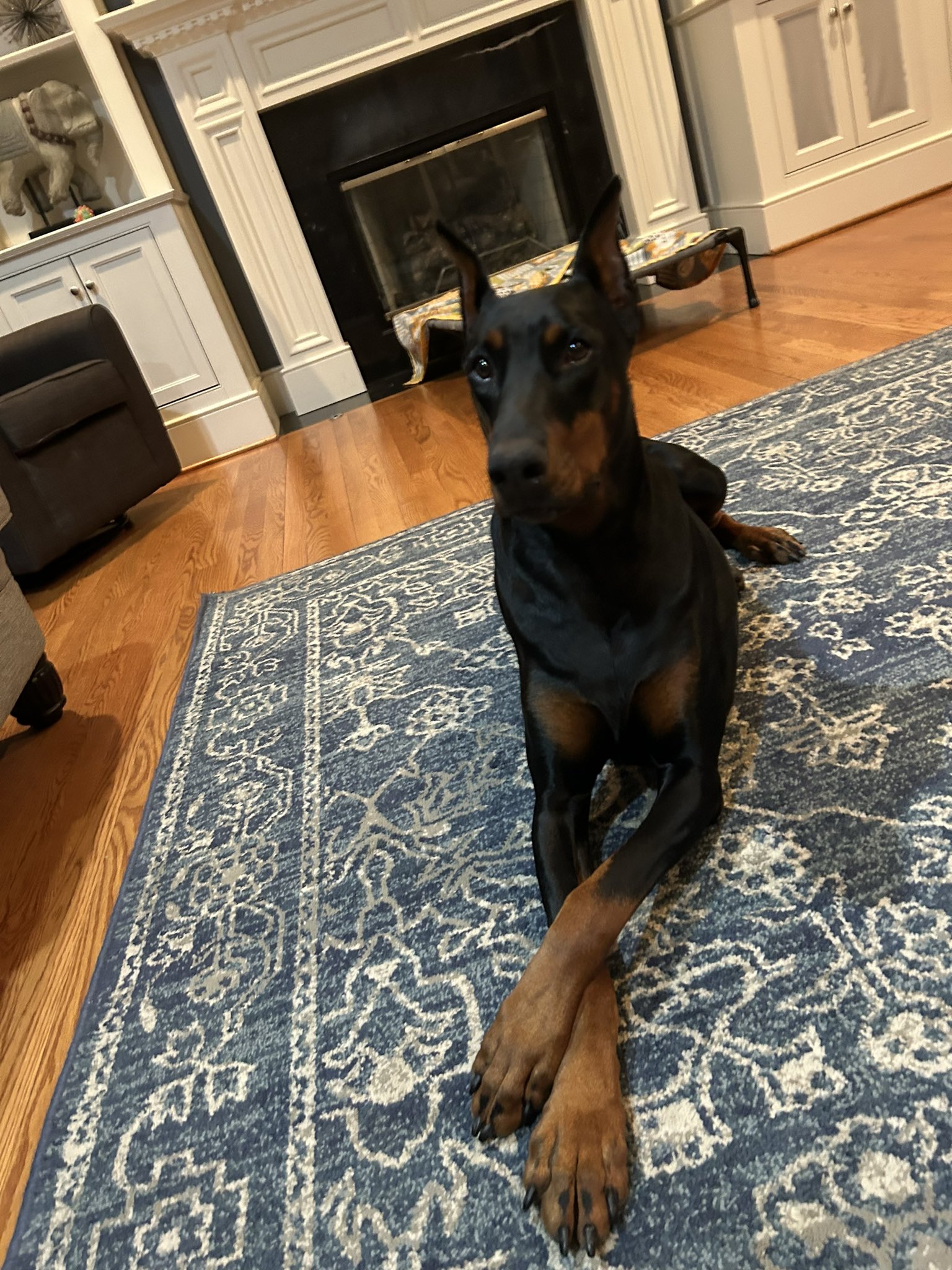 Southpaw doberman 2025