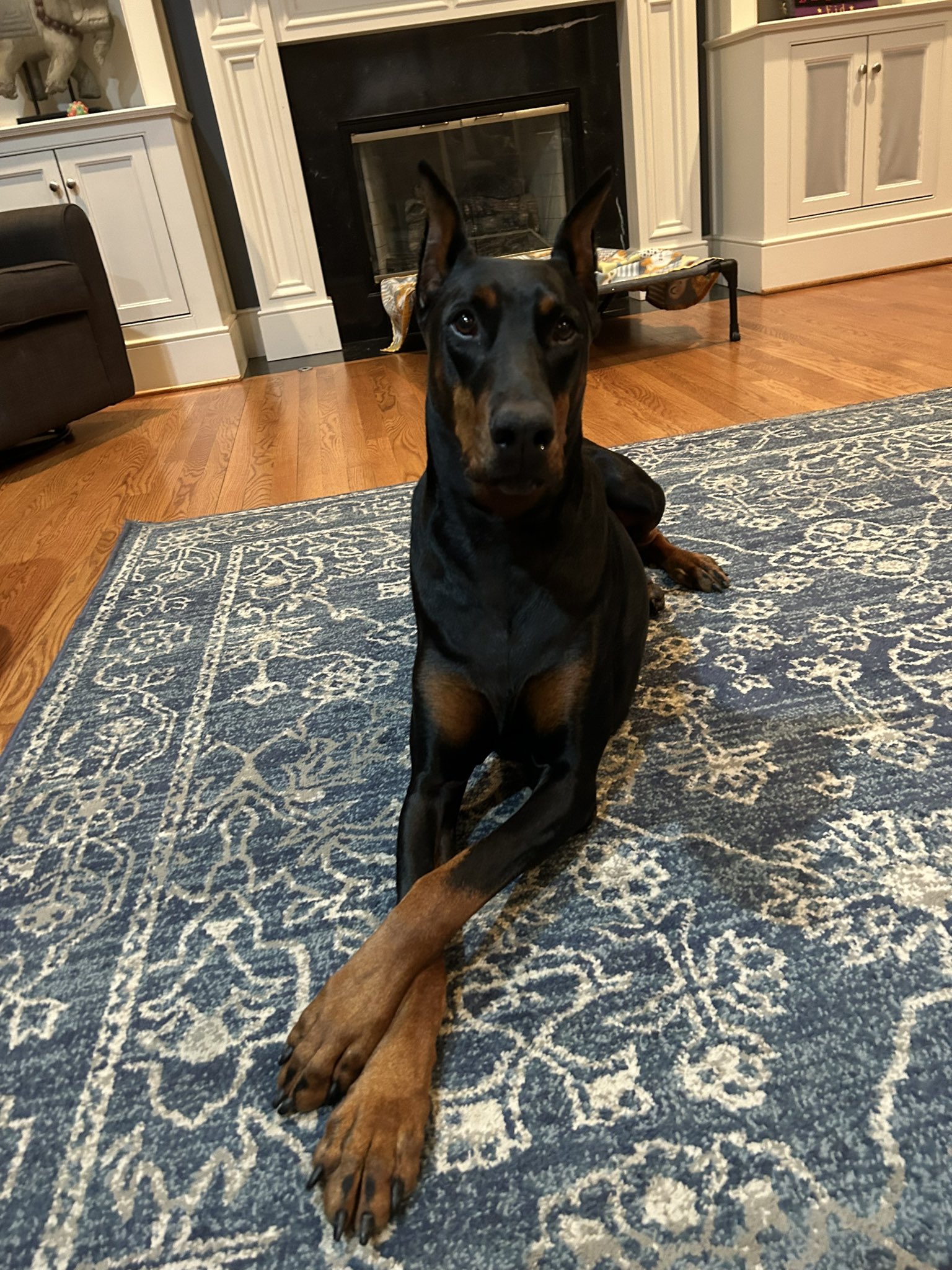 Southpaw doberman 2025