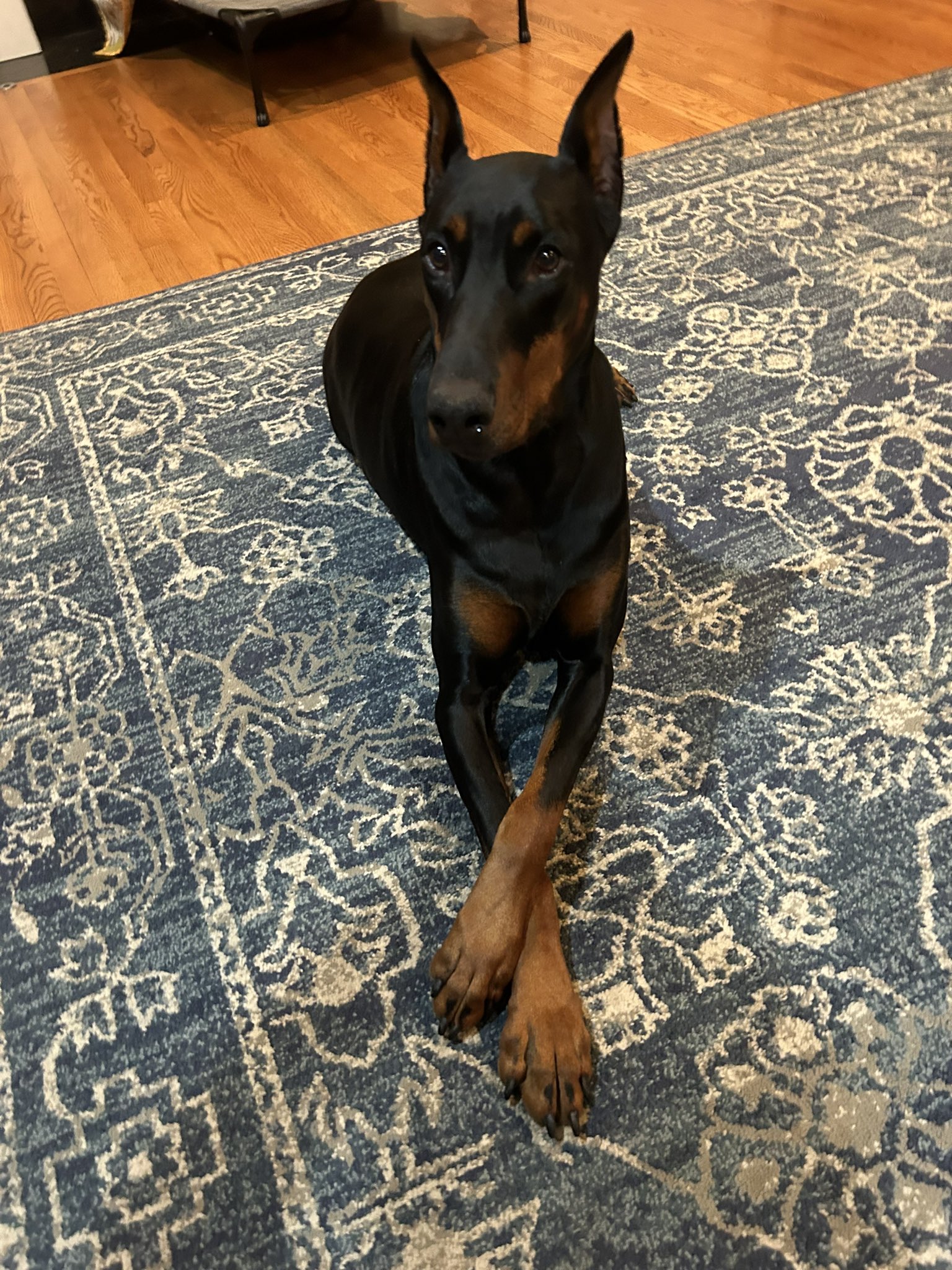Southpaw doberman cheap
