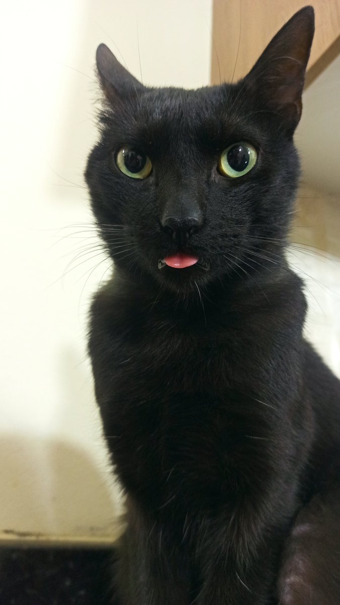 Bartolomeo777's tweet image. Mi querido Ronrrón está desaparecido y en casa lo extrañamos mucho. 

Barrio Santa Lucía de Lambaré.
Cualquier info se los agradecería. 

Se agradece RT.