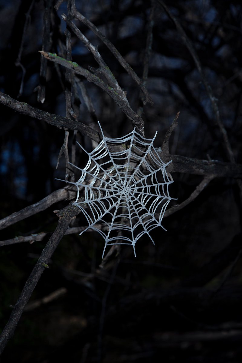 Hugogami's tweet image. “What is normal for the spider is chaos to the fly” 

Spring 2024