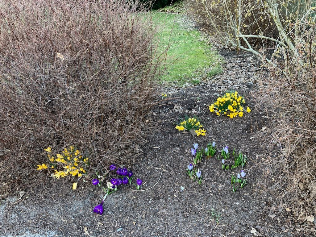 Spring whispers its arrival, gently awakening the earth with its touch