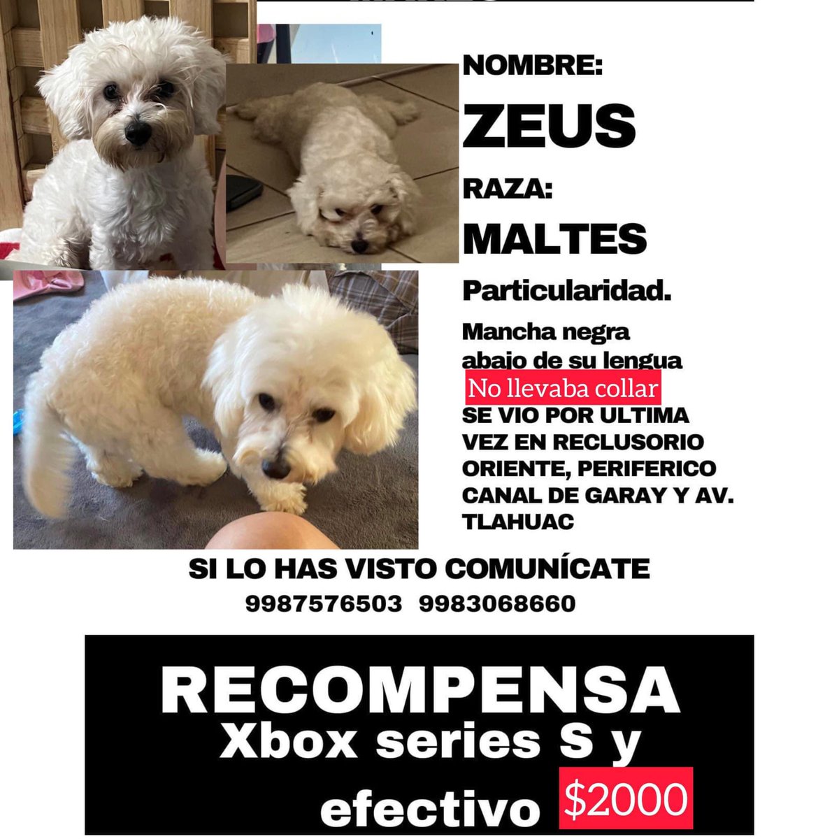 #perritosperdidos
#perros
#dogs
#destacar
#zeus