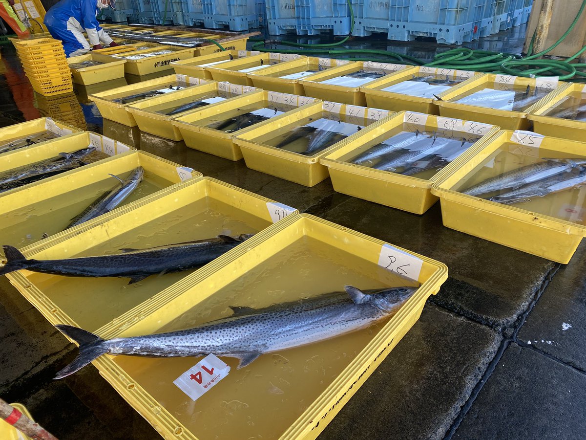 10kg近いのサワラも石津浜の周辺回遊してるとはねー