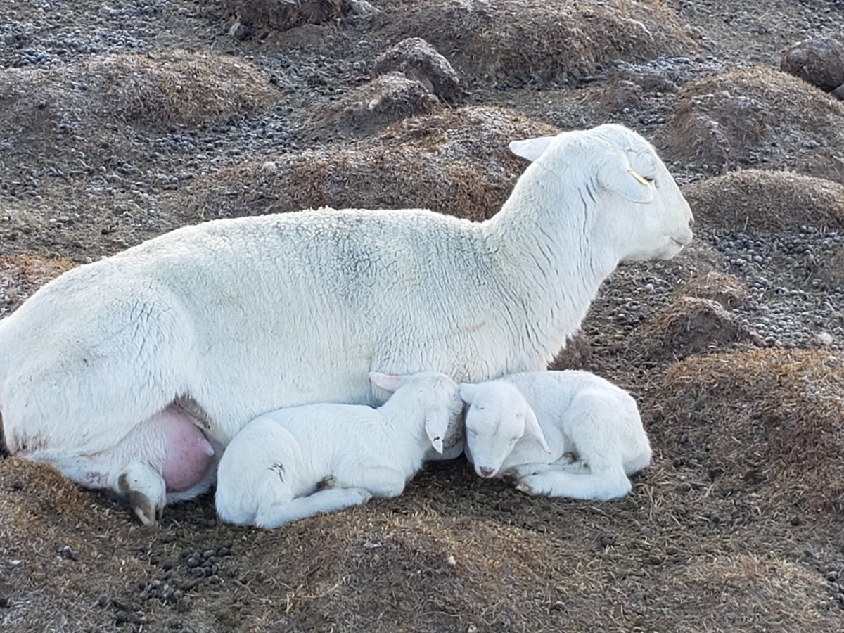 BensHensFarm's tweet photo. Because real life requires my attention, it has been months since I have posted on Twitter.......but when new life comes into the world, it is worth sharing! #Godisgood #pastureraised https://t.co/mUq7jxB00S