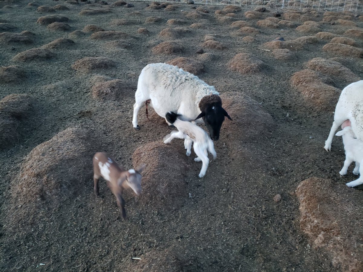 BensHensFarm's tweet photo. Because real life requires my attention, it has been months since I have posted on Twitter.......but when new life comes into the world, it is worth sharing! #Godisgood #pastureraised https://t.co/mUq7jxB00S