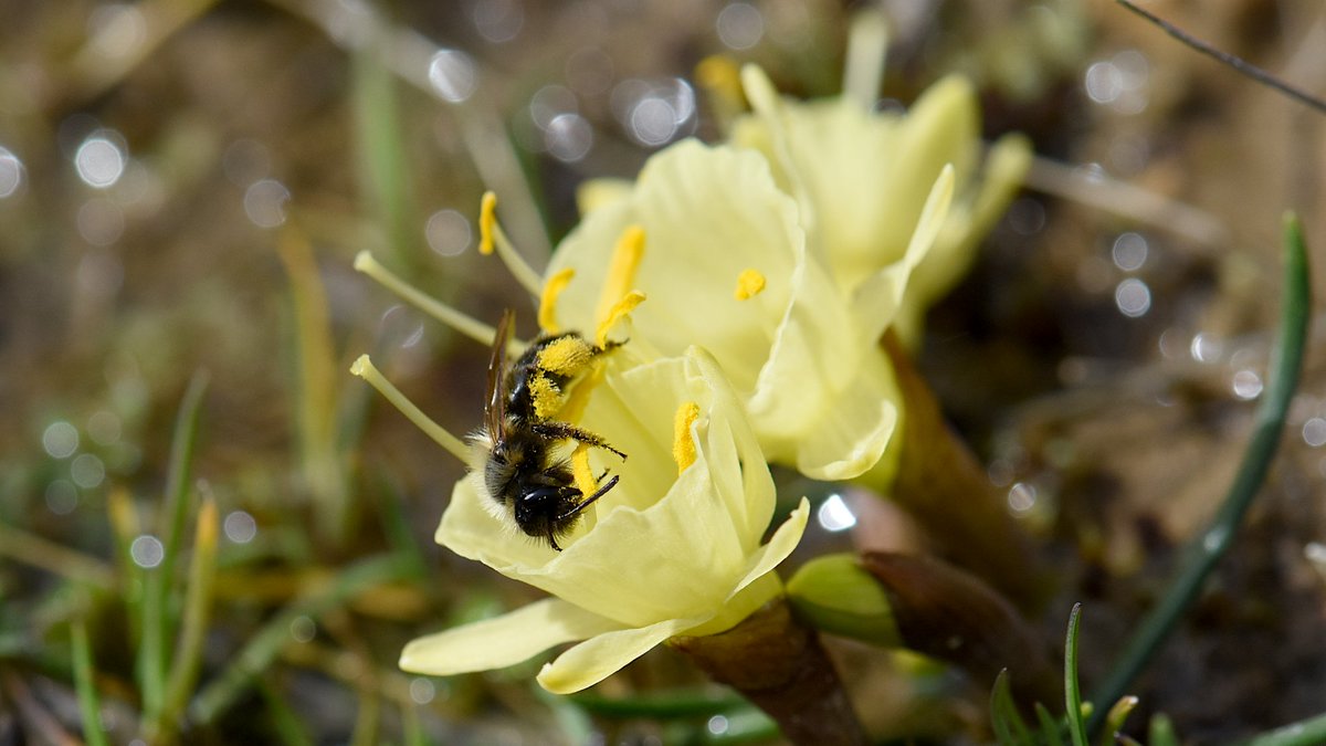 Narcissus hedraeanthus con su principal polinizador en acción, Andrena bicolor. Esta abejita es la más importante para éste y otros narcisos, pero lo recíproco no es cierto, porque A. bicolor recolecta polen de infinidad de plantas diferentes. La asimetría de los mutualismos.