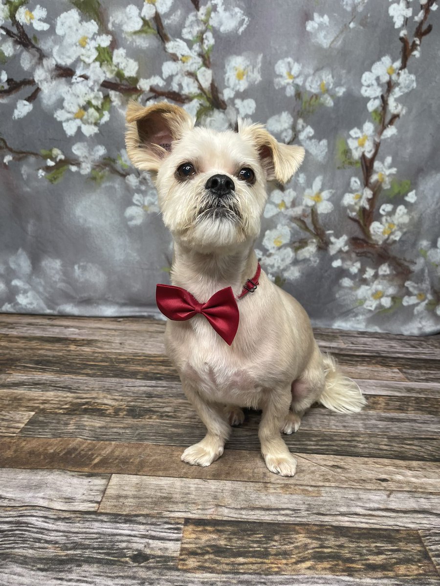 thisprairiegirl's tweet photo. A professor. #freshnclean #perfectpaws #winnipeg https://t.co/d1KvsW1tD6