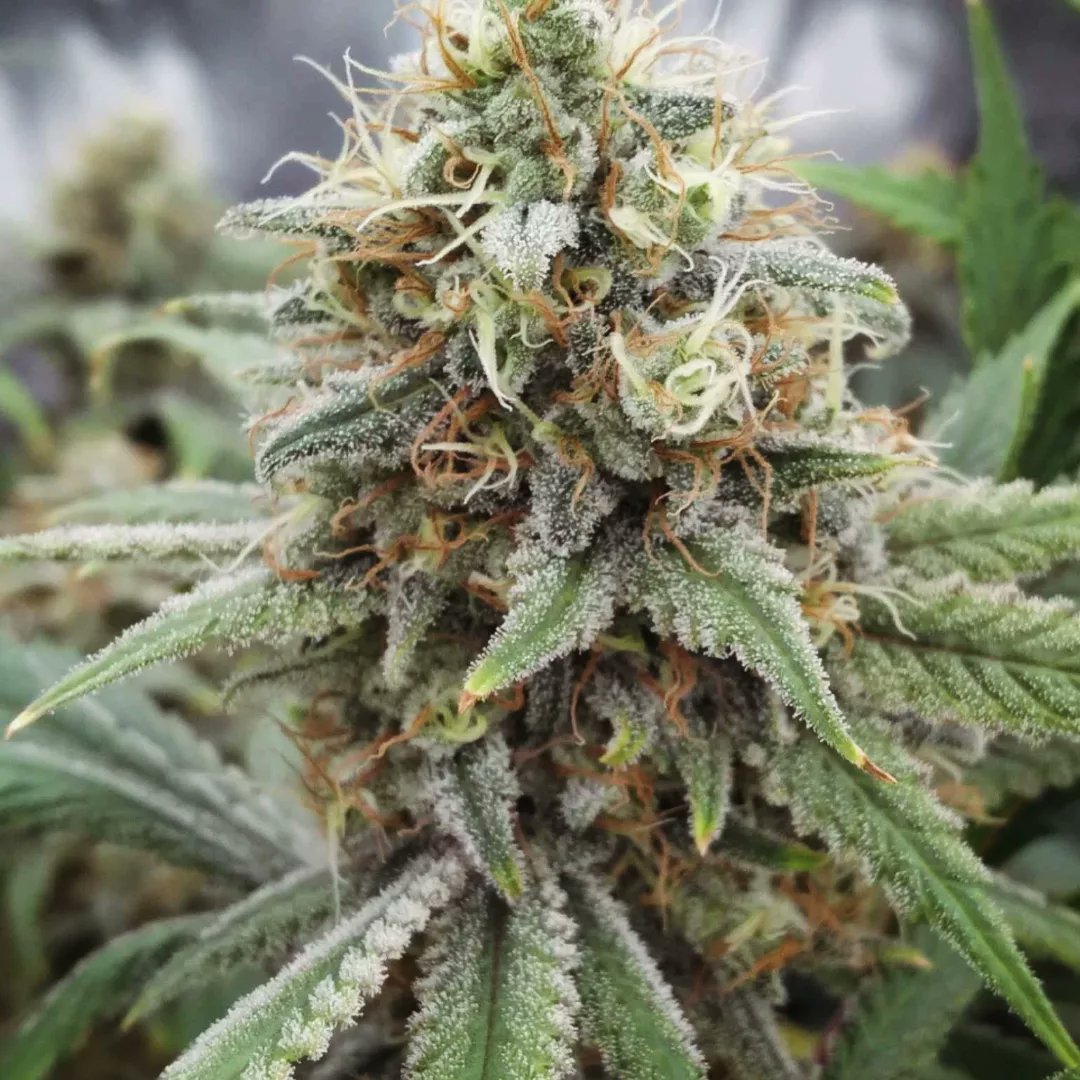 TheGoatGrows's tweet photo. Getting closer to harvest, but need to wait a bit on trichome development.

The smell is outrageous, with a strong skunky smell, and hints of fruit at the end. https://t.co/HoMiagdO6v