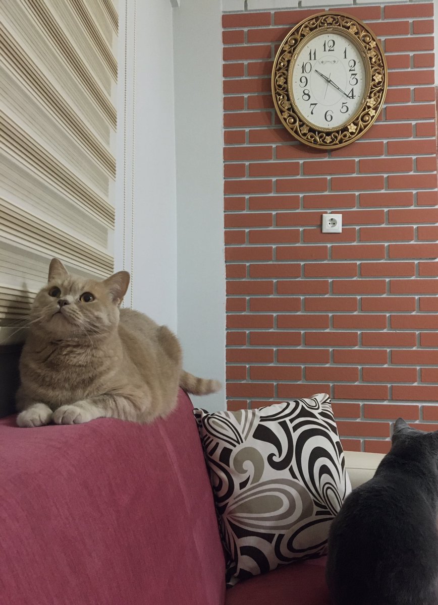 İyi ki doğdun canım oğlum keşke iyi ki varolsaydın seni o kadar çok özlüyorum ki acın hiçbir zaman geçmedi bir gün bile unutmadım..🕊️ Kalbimin en güzel köşesi hep sana ait LEO 🤍