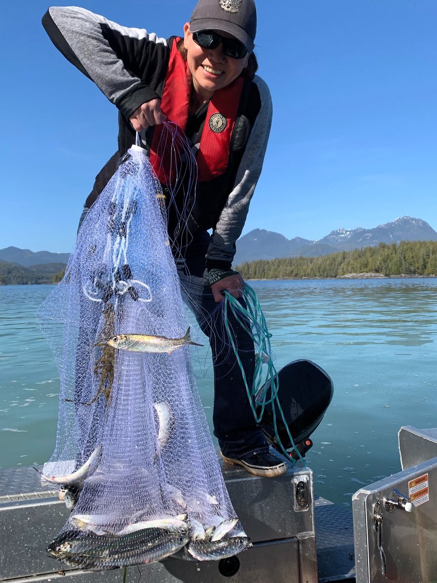 This weekend, the ƛusmit(herring) spawned in parts of the Southern & Central Nuu-chah-nulth Regions. Our Southern Region Biologist, Huu-yik, Sabrina Crowley, was in Barkley Sound, collecting biosamples using the cast net method. Check out @UkeeTube pics 👇🏽 of the Ucluelet spawn!