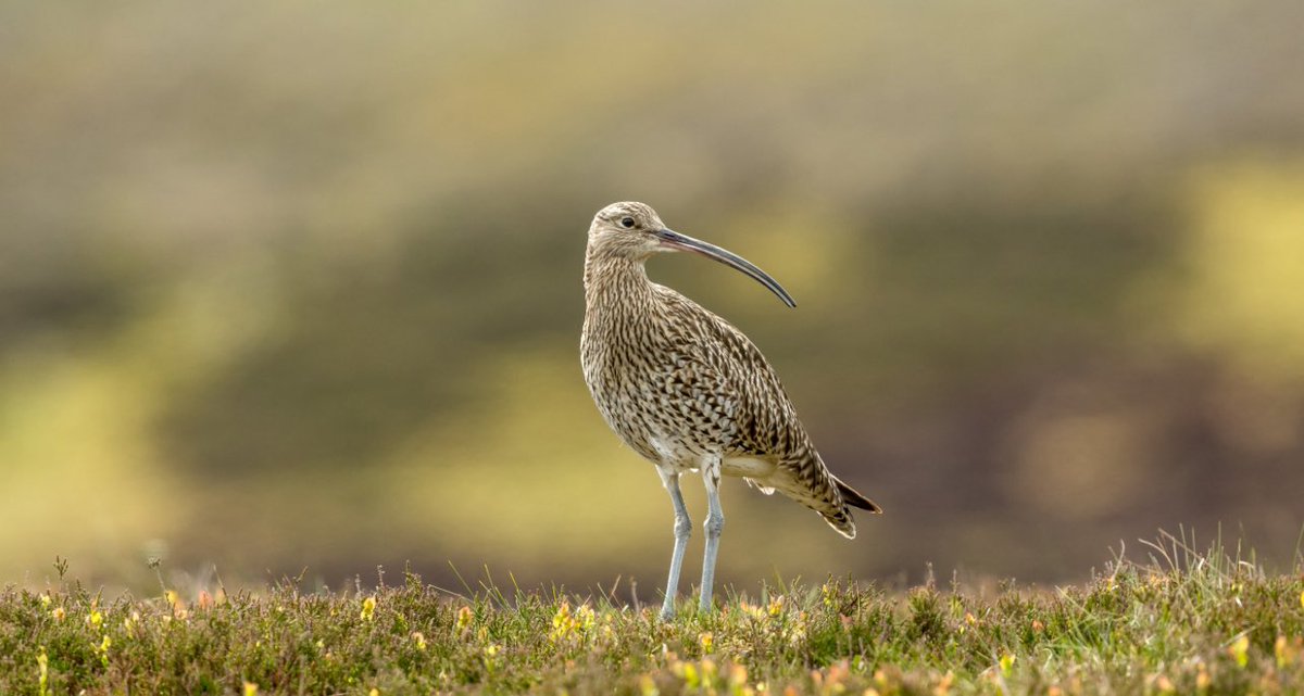 Sam_Glanllyn's tweet photo. First chiffchaff 5 days ago, first curlew (22 of them in one spot!) on farmland today, and triplets for days!!!! 🫣😁 https://t.co/E0zaMYFao4