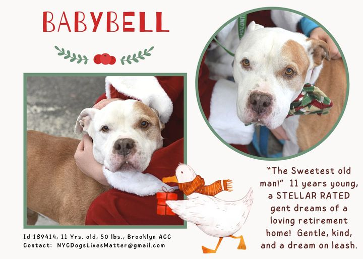 psychicwhisper3's tweet photo. 🆘🏥🆘BABYBELL 🚑🏥💔#189414
He Is URGENT Needs A #Rescue ASAP ‼️
He Is Very Sick & Getting Worse➡️#NYCACC
🚑CBC Results Are Very High😭
Found Wandering B4 Xmas No Collar😱
💔🤧/Coughing/Diarrhea/Lethargic
& Painful Joints🥹 So Gentle W/Treats🍖🧀
#Rt #Pledge2Save #Foster #Adopt https://t.co/jaxN5YGf1O