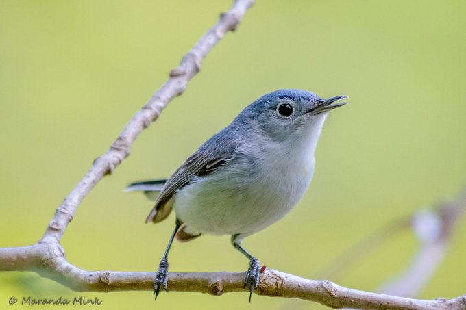 The Blue Gray Gnatcatchers arrive in our region in the early spring. They are not much larger than a hummingbird and build their nest with spiderwebs and lichens. #tuesdayvibe #birding #spring #nature
