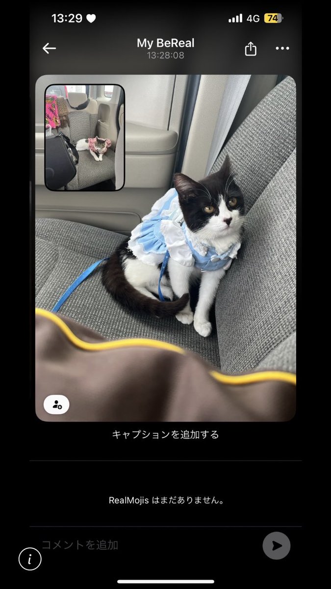 Causal_reaction's tweet image. おはようございます🌞😊🌞
重大ニュース🫢
保護猫が2匹目になりました😅
1匹で生きている猫ちゃんを何ヶ月も見てきた3姉妹が可哀想すぎるって事でじゅる家の仲間入り🏠
避妊手術も無事終わりお披露目です🤗
今日も可愛い3女♥️5女♥️6女🥰
#保護猫
#4つ葉