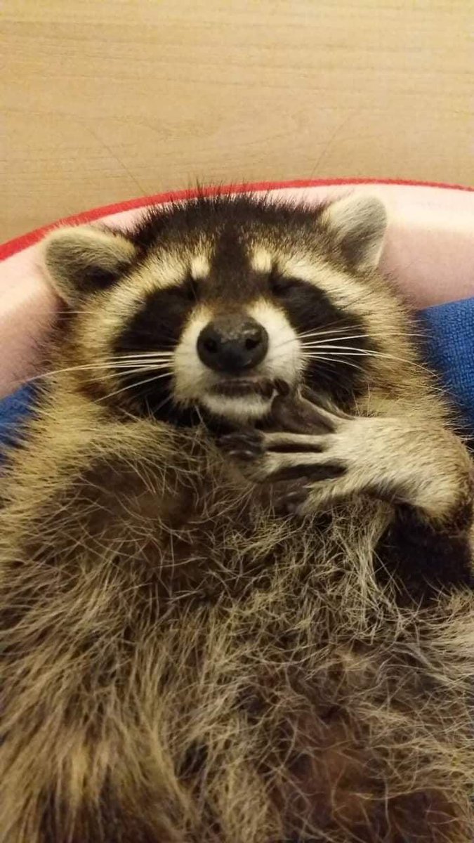 raccoonhourly's tweet photo. https://t.co/uCHjX51dAI