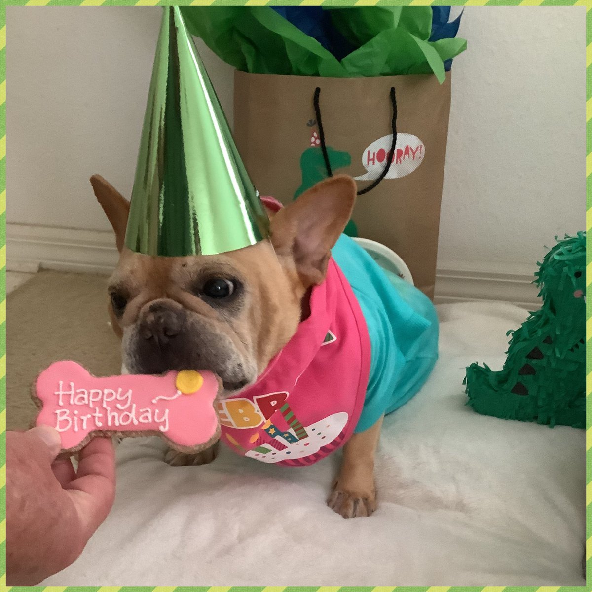 THANK YOU for all the birthday wishes for #monteturns8 💚🦖💚🦖💚🦖 We appreciate your love & friendship!!!!❤️❤️❤️ #squishatinis #frenchbulldog #birthdayboy